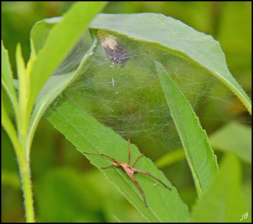 Pisaura mirabilis